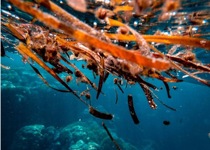The Difference Between Seaweed And Nori at David Jeffrey blog